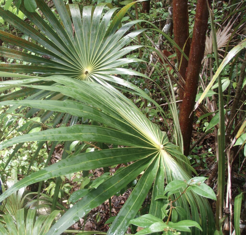 Small Silver Thatch 1024x978