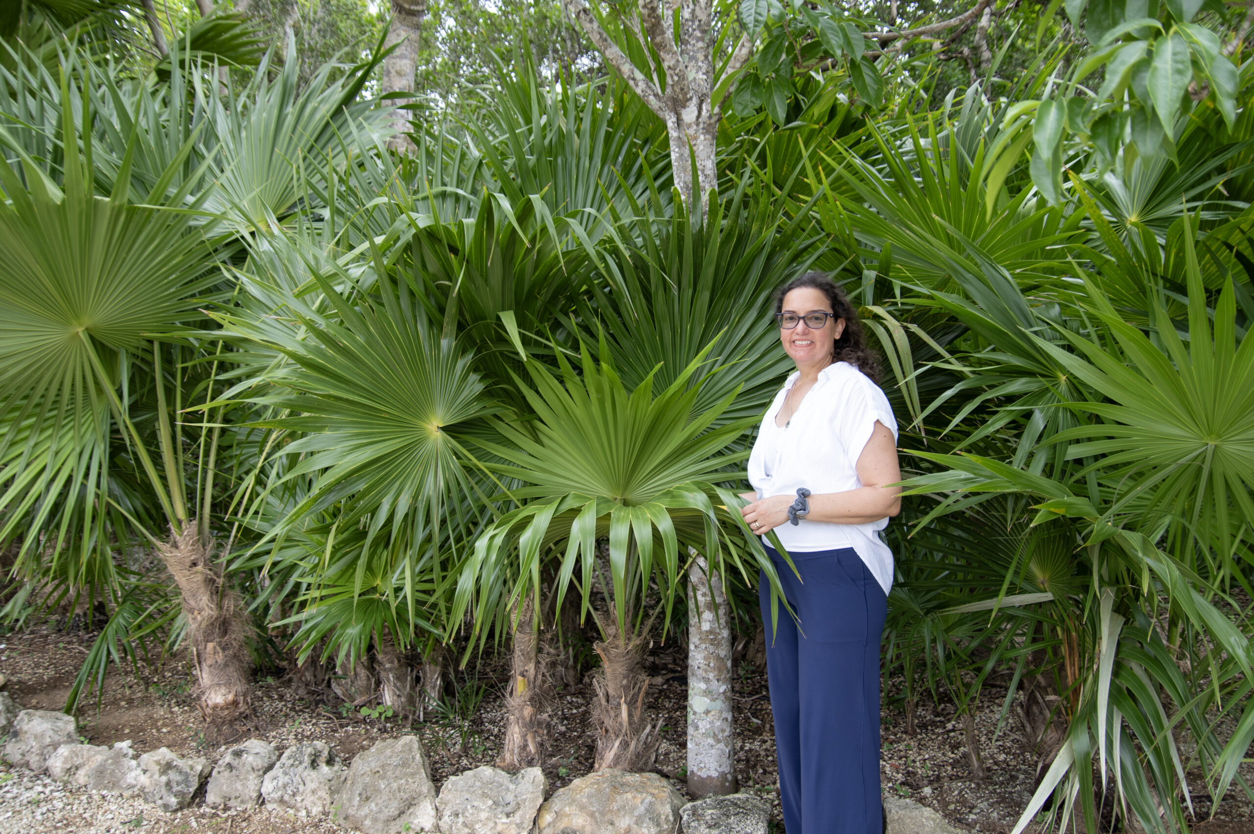 cassandra thatch palm 2195