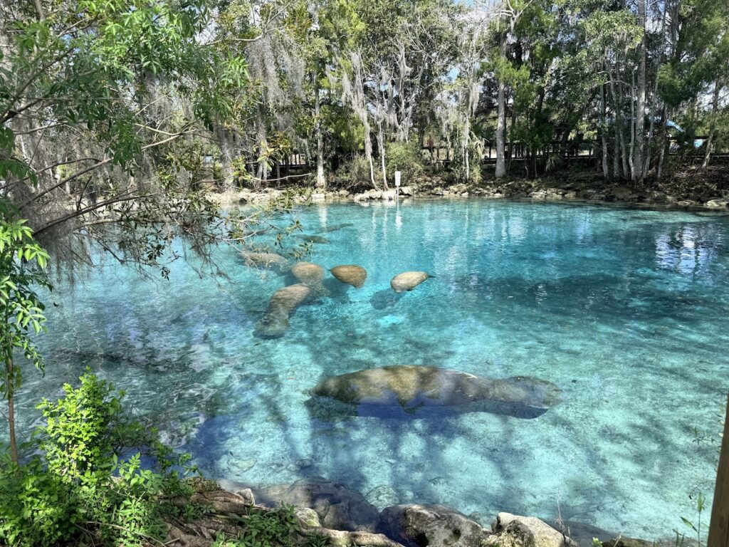 manatees swimming in a spring