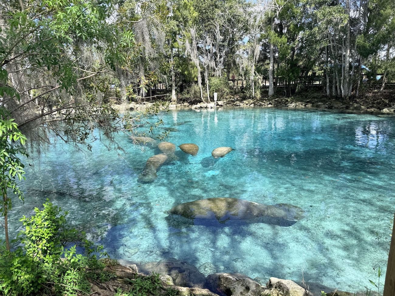 manatees swimming in a spring